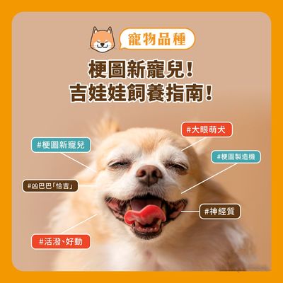 寵友科技 吉娃娃——梗圖新寵兒！飼養指南與常見健康問題解析